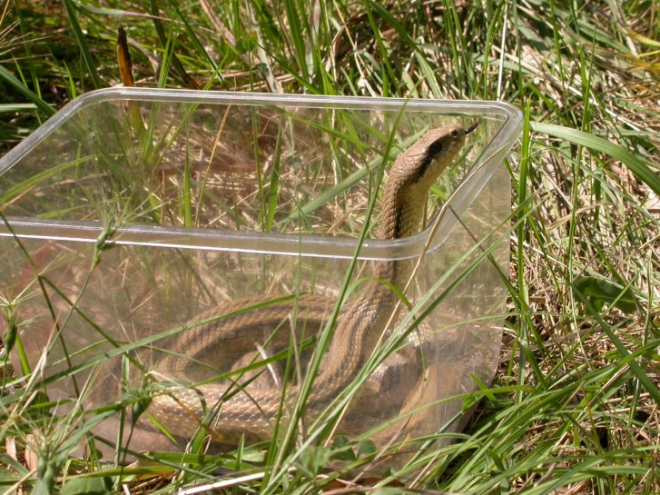 Serpente da ( trovare ed)  identificare...