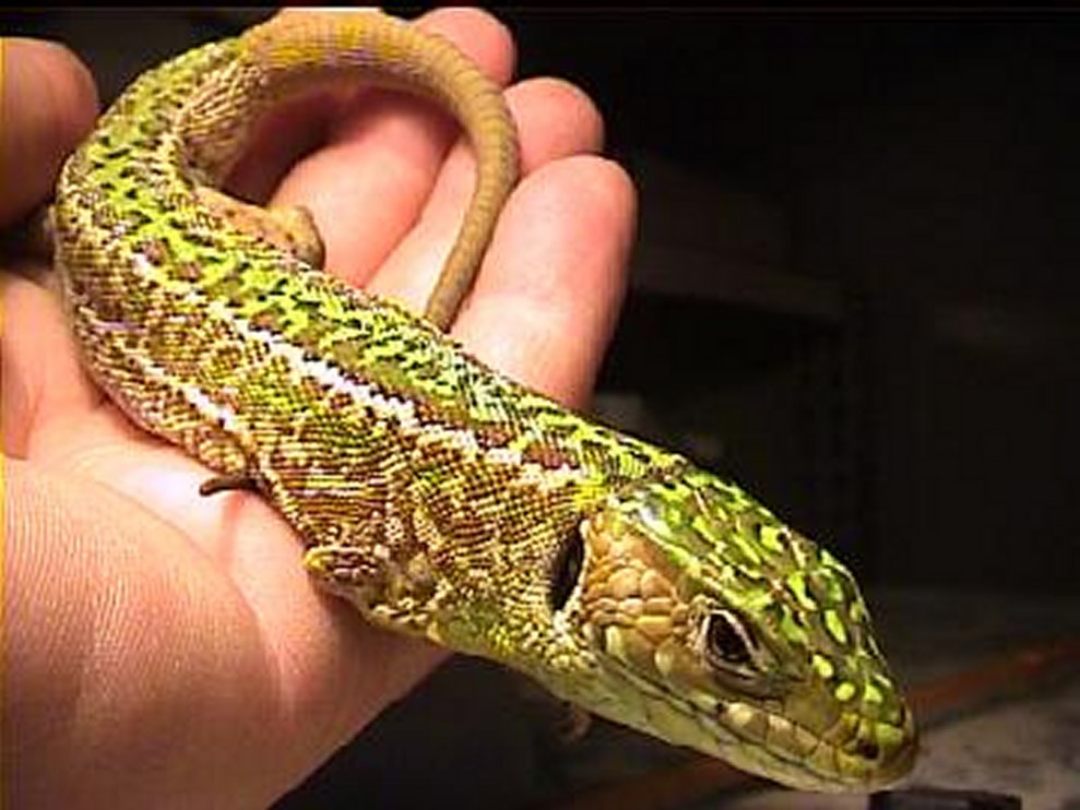 Lacerta bilineata....