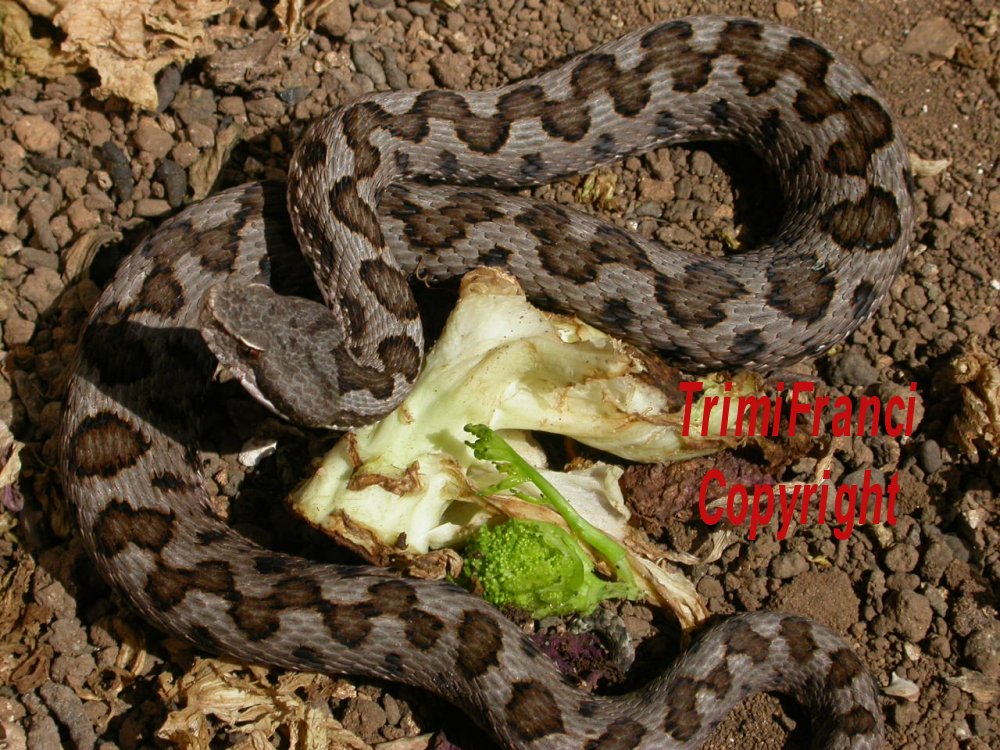 Insalata con.......Vipera aspis hugyi