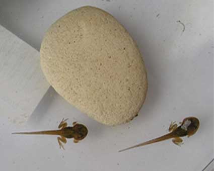 aiuto per girini - Pelophylax sp.