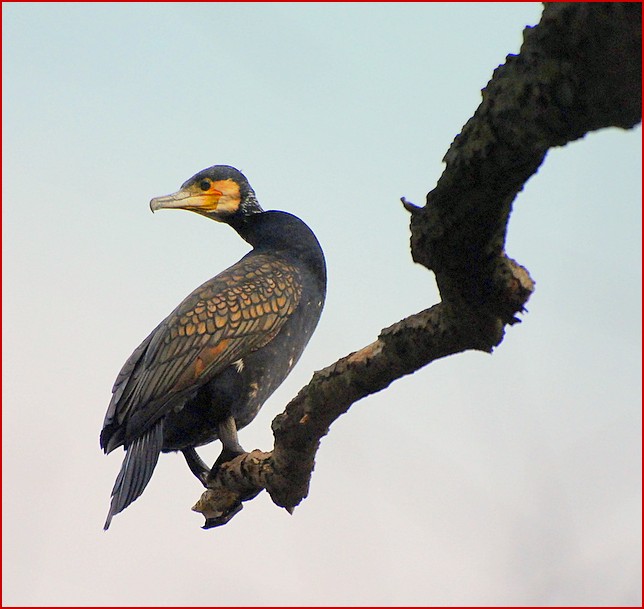 Il cormorano.