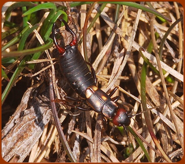 Anechura bipunctata