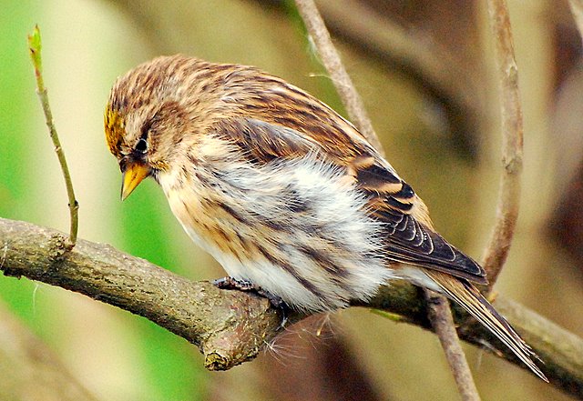 Organetto (Carduelis flammea)