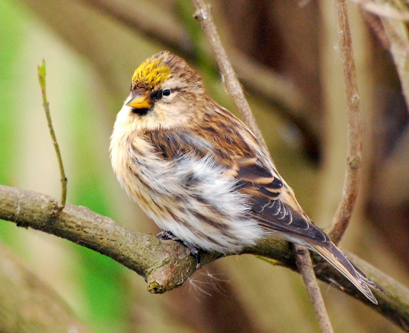 Organetto (Carduelis flammea)