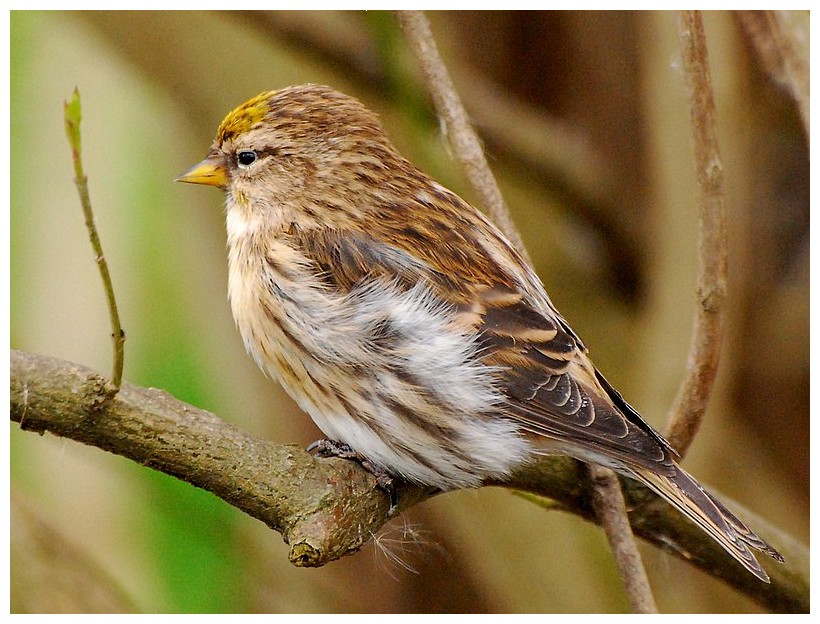 Organetto (Carduelis flammea)