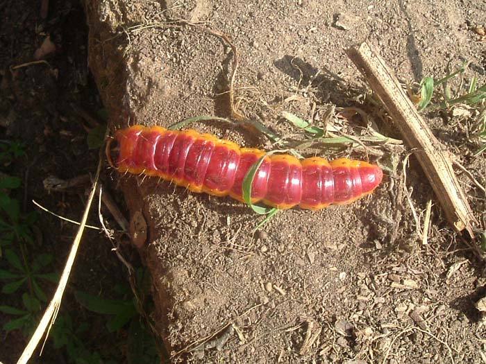 Cossus cossus, bruco (Lepidoptera, Cossidae)