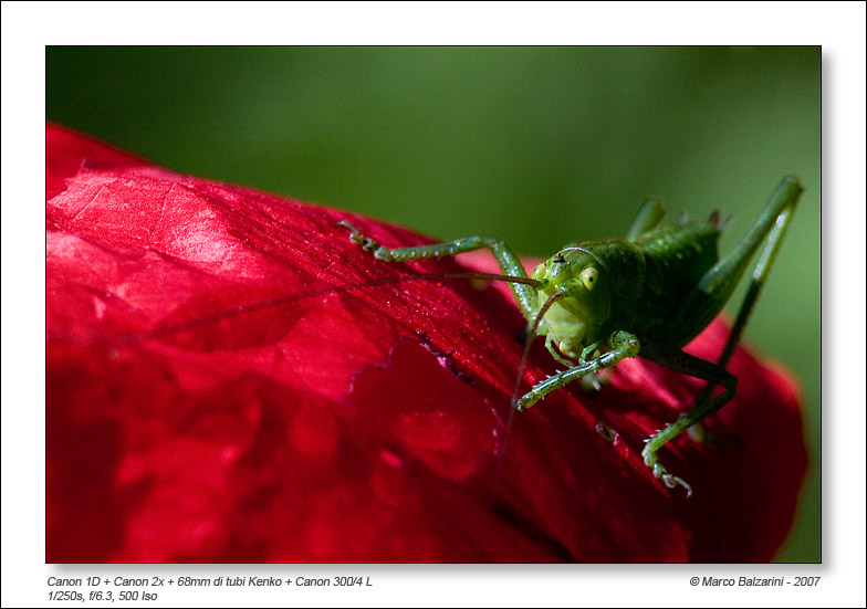 Tettigonia viridissima