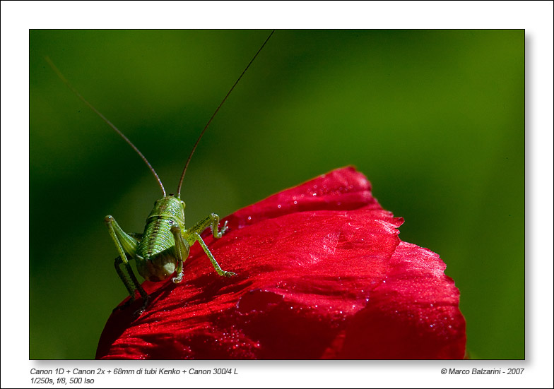 Tettigonia viridissima