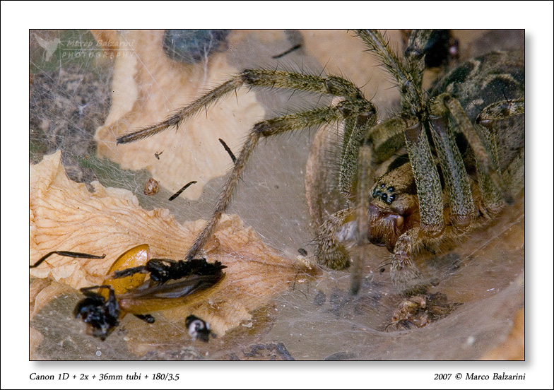 Agelena sp.