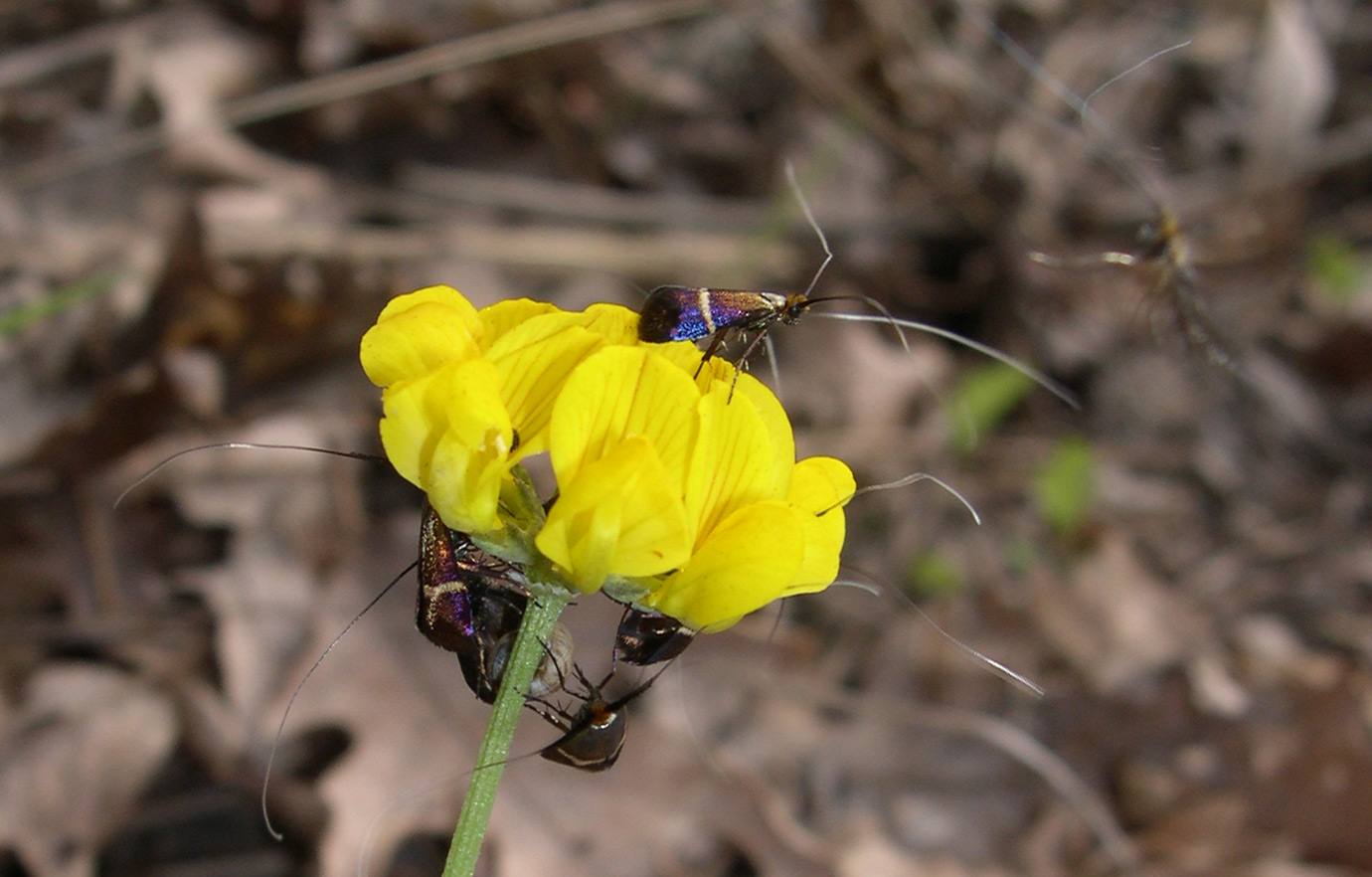 Adelidae