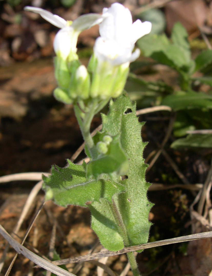 Arabis alpina subsp. caucasica / Arabetta del Caucaso