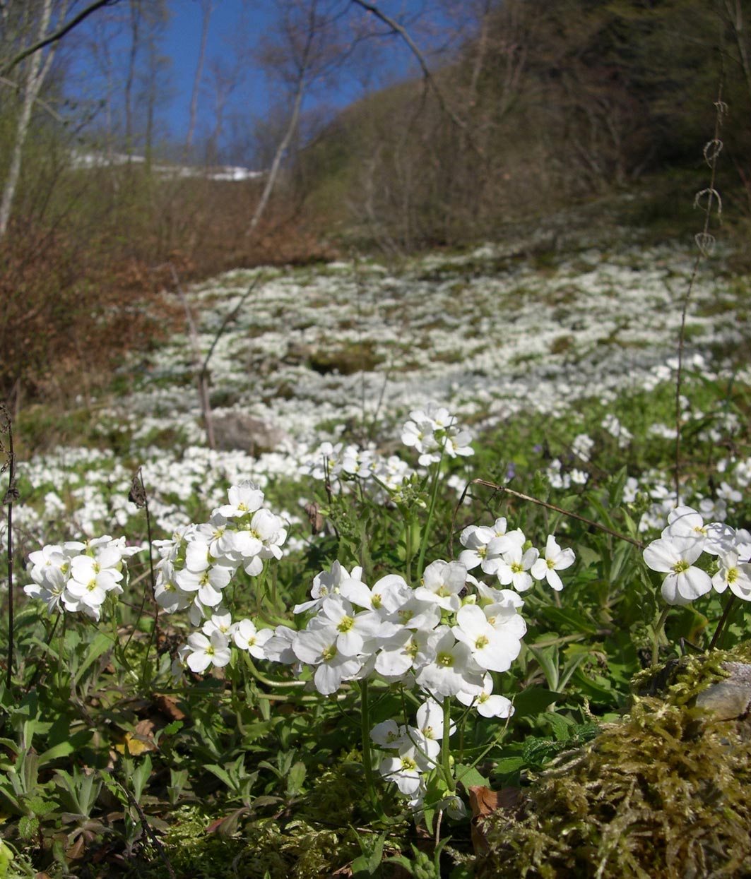 Arabis alpina subsp. caucasica / Arabetta del Caucaso