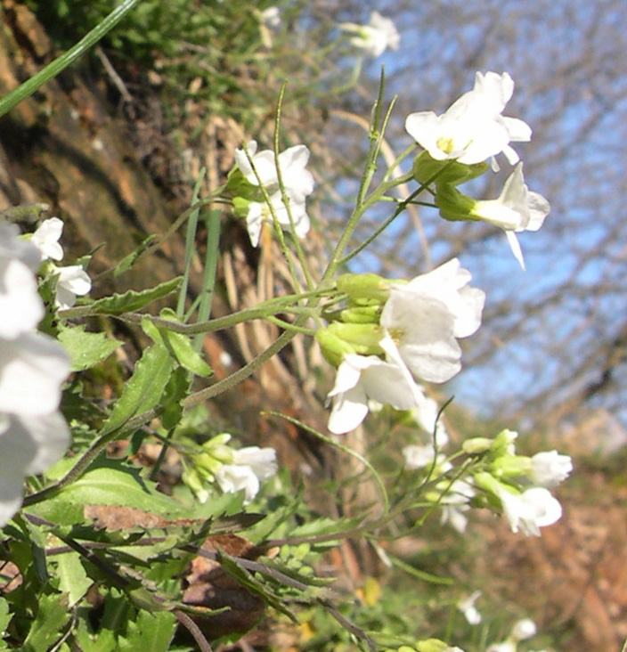 Arabis alpina subsp. caucasica / Arabetta del Caucaso