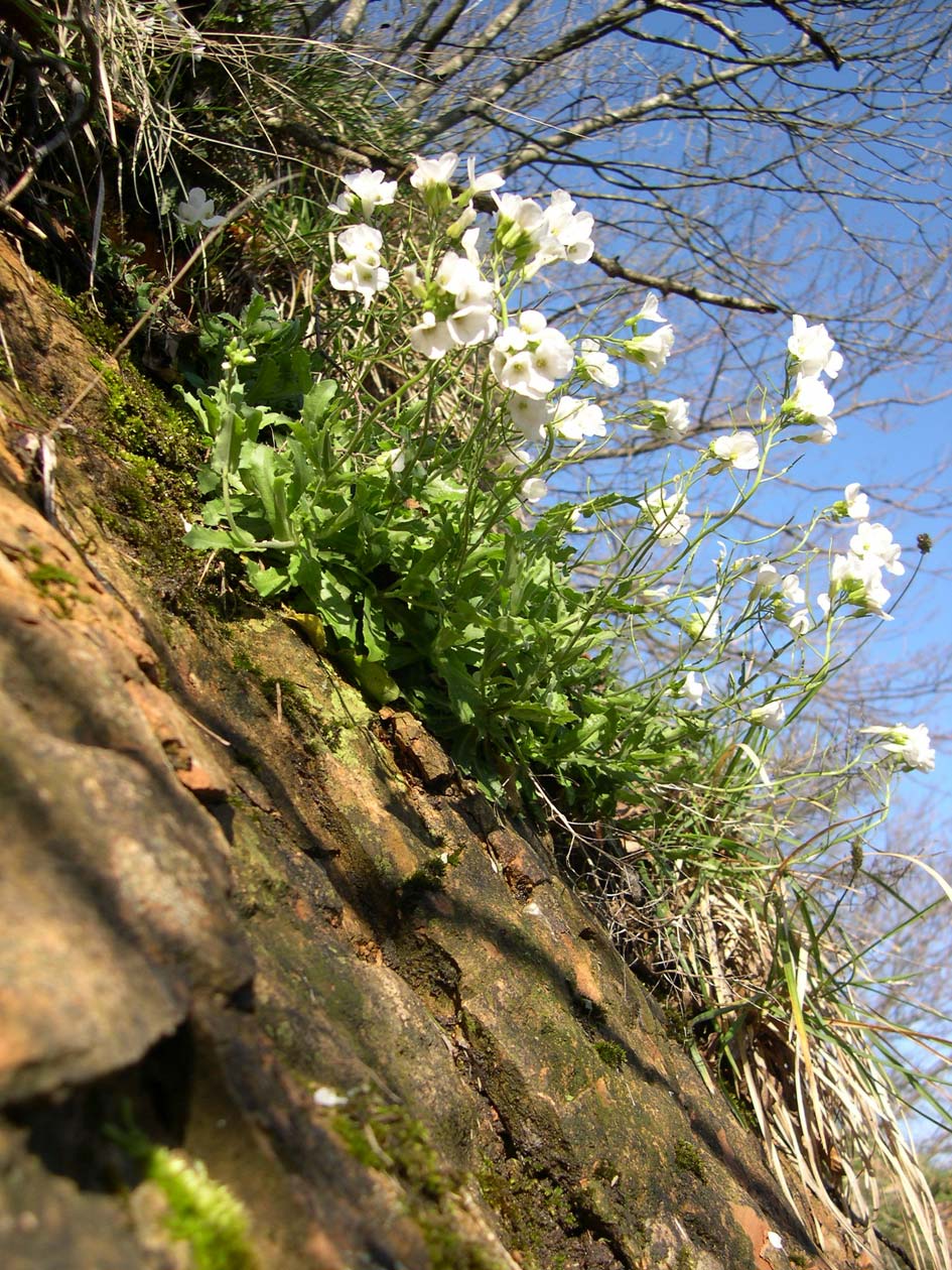 Arabis alpina subsp. caucasica / Arabetta del Caucaso