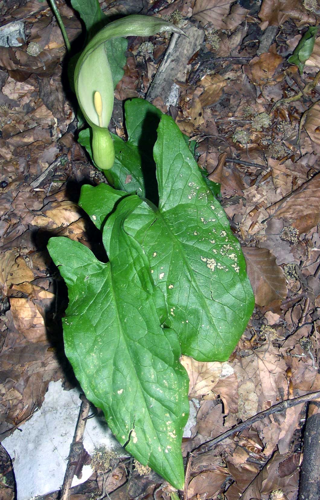 l''apparenza inganna... Arum italicum e A. maculatum