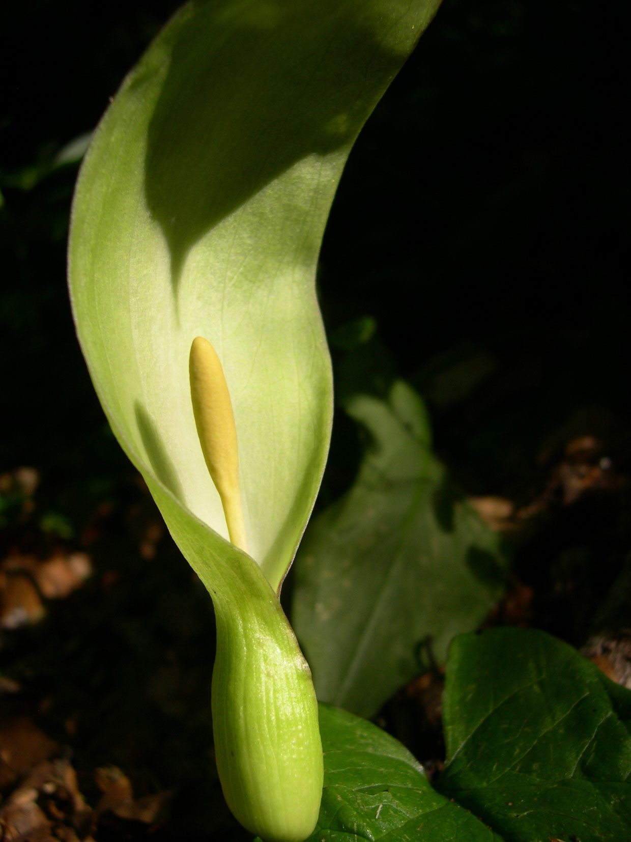 l''apparenza inganna... Arum italicum e A. maculatum