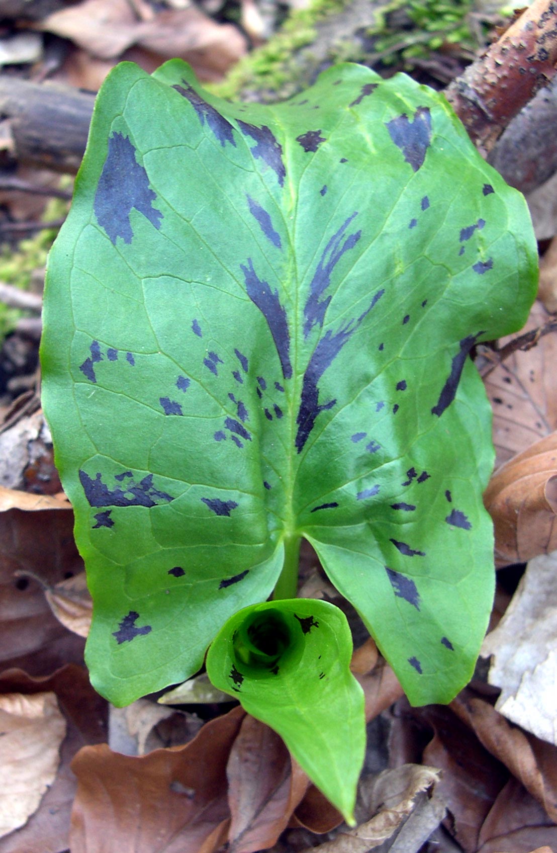 Arum maculatum / Gigaro scuro