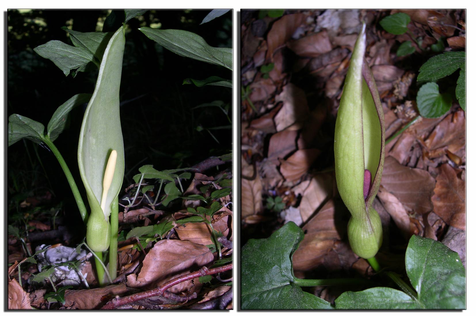 l''apparenza inganna... Arum italicum e A. maculatum