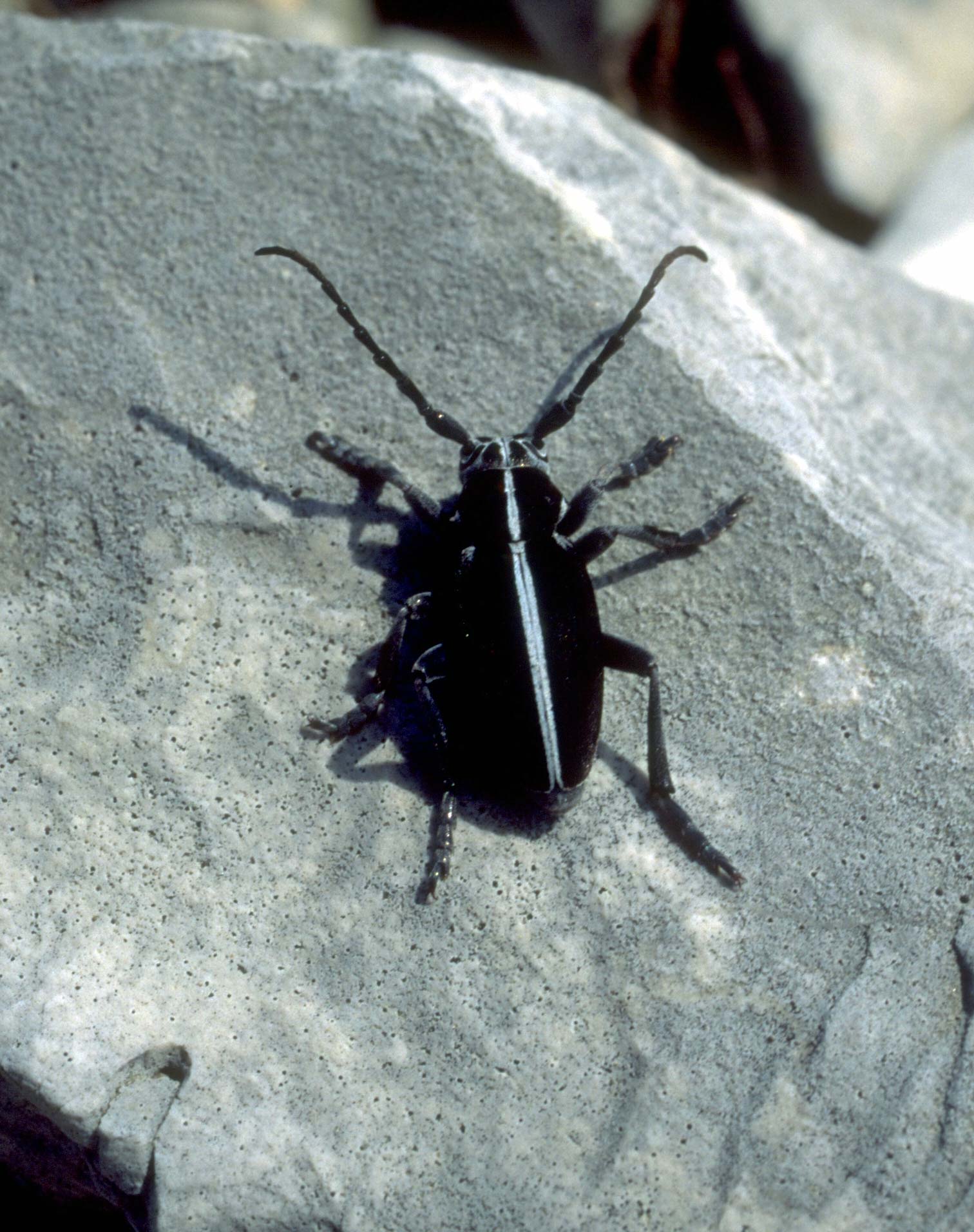 Dorcadion arenarium subcarinatum (Col.,Cerambycidae)