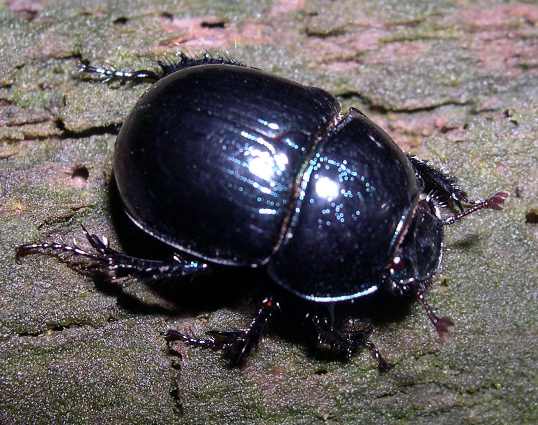 Geotrupidae