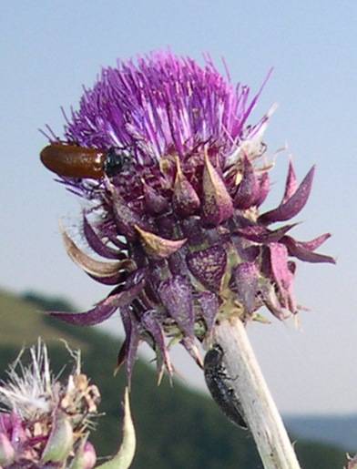 Omophlus lepturoides