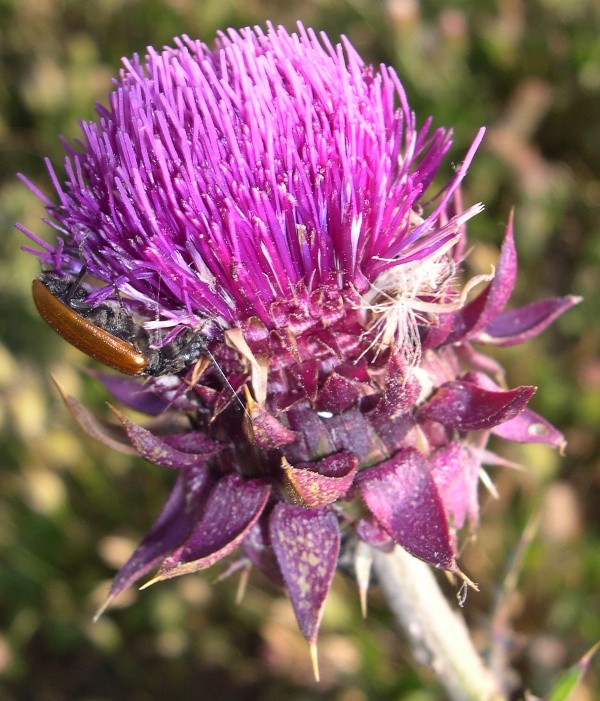 Omophlus lepturoides