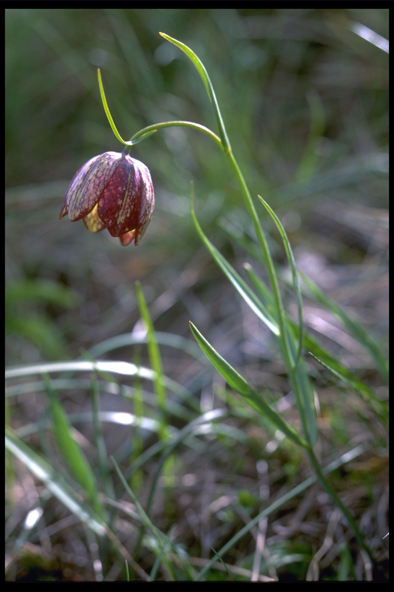 Fritillaria tenella / Fritillaria minore