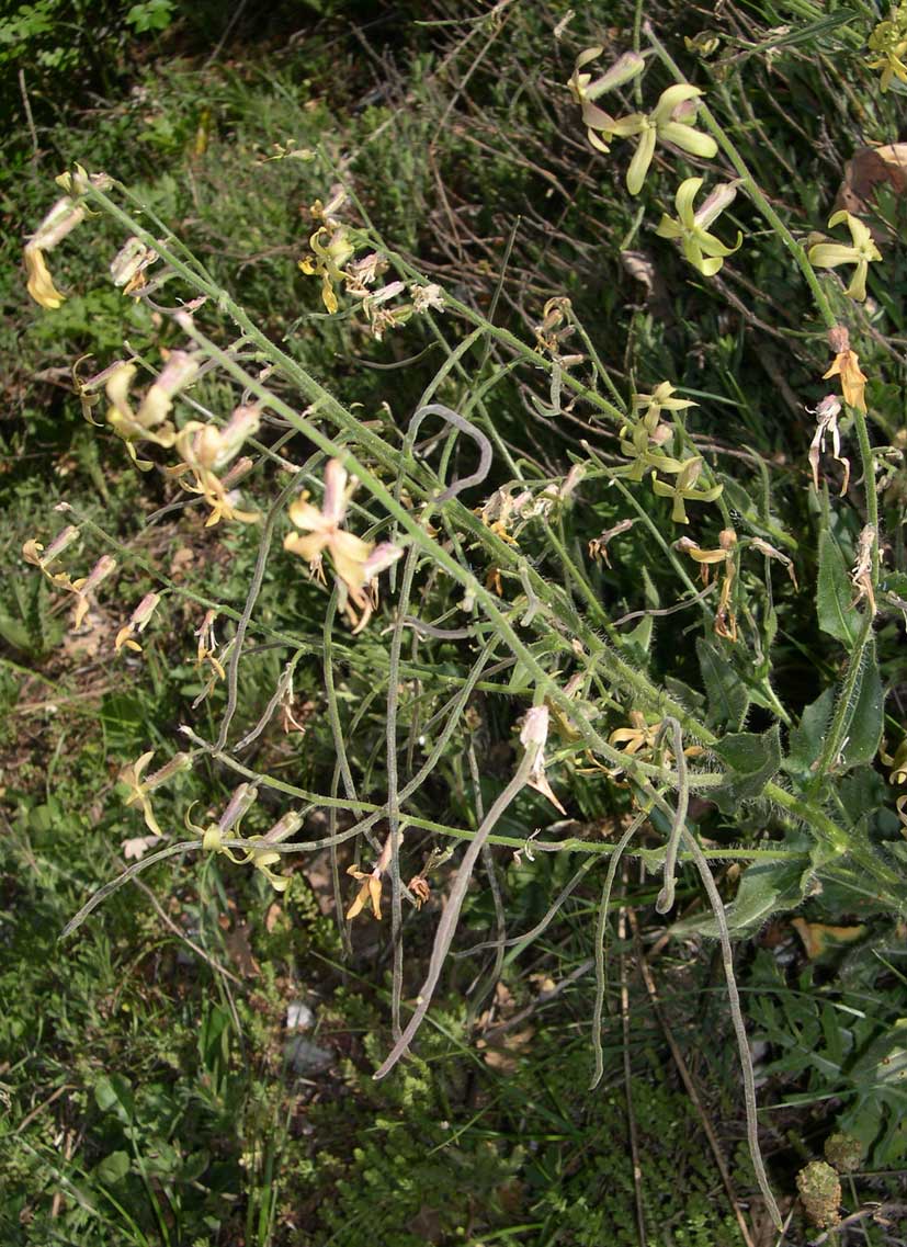 Hesperis matronalis e Hesperis laciniata