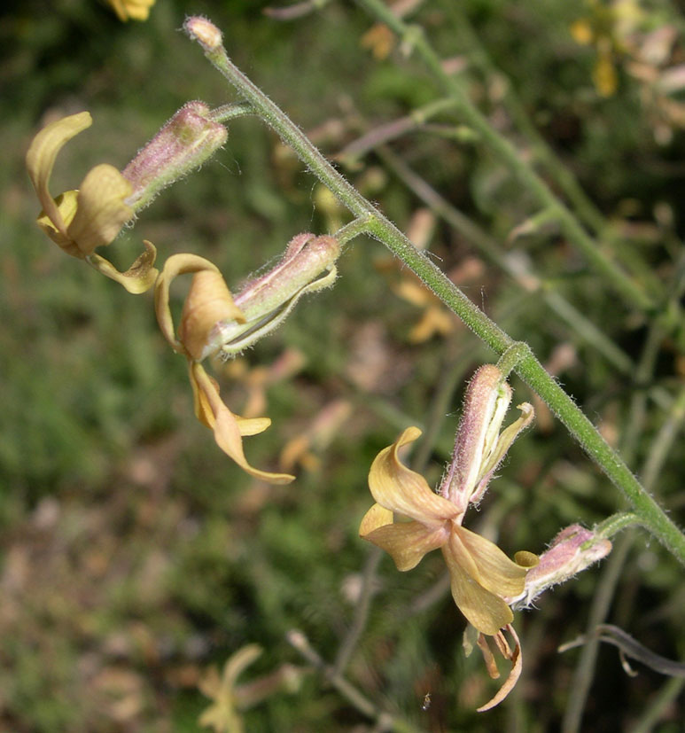Hesperis matronalis e Hesperis laciniata