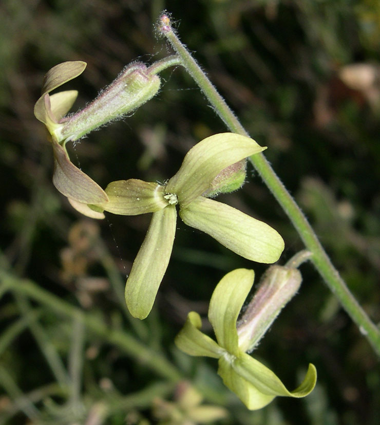 Hesperis matronalis e Hesperis laciniata