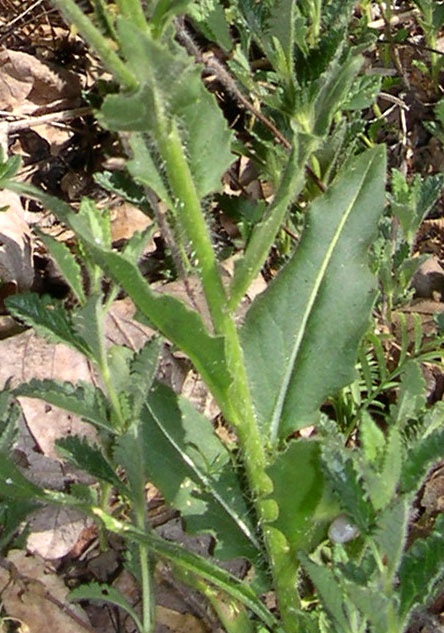 Hesperis matronalis e Hesperis laciniata