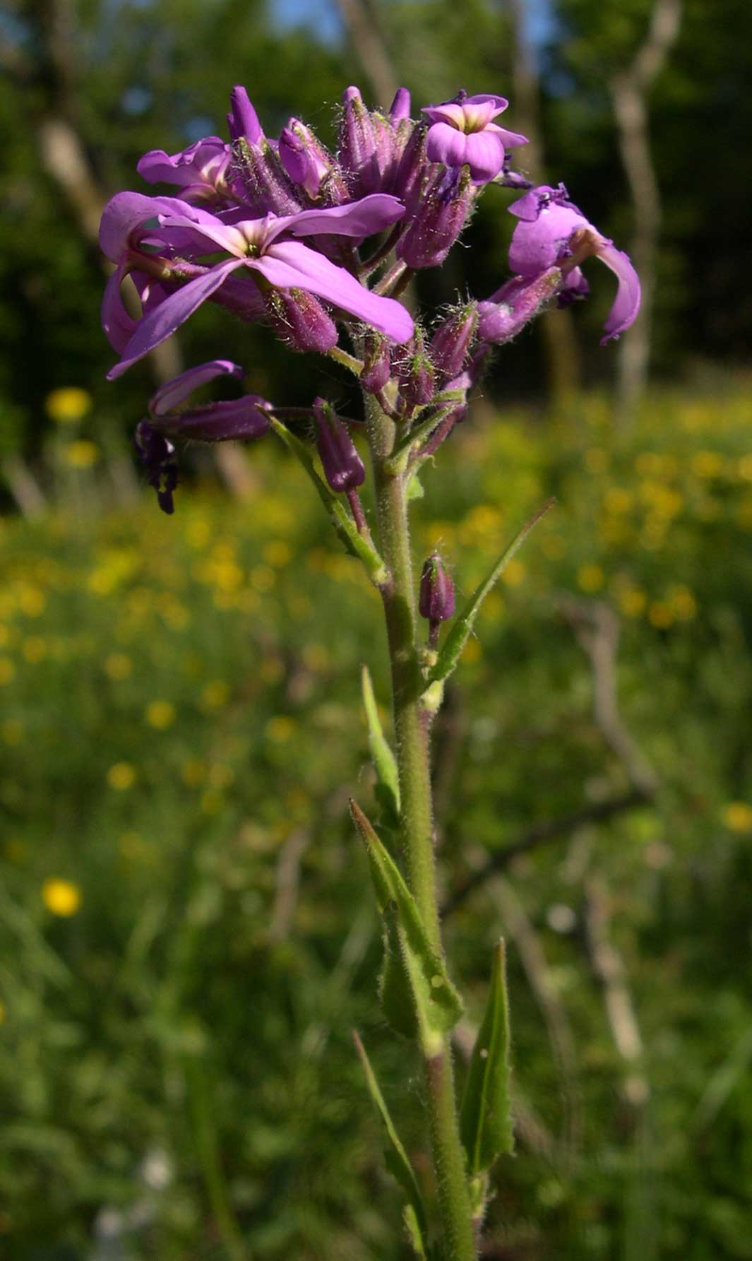 quale Crucifera? - Hesperis matronalis