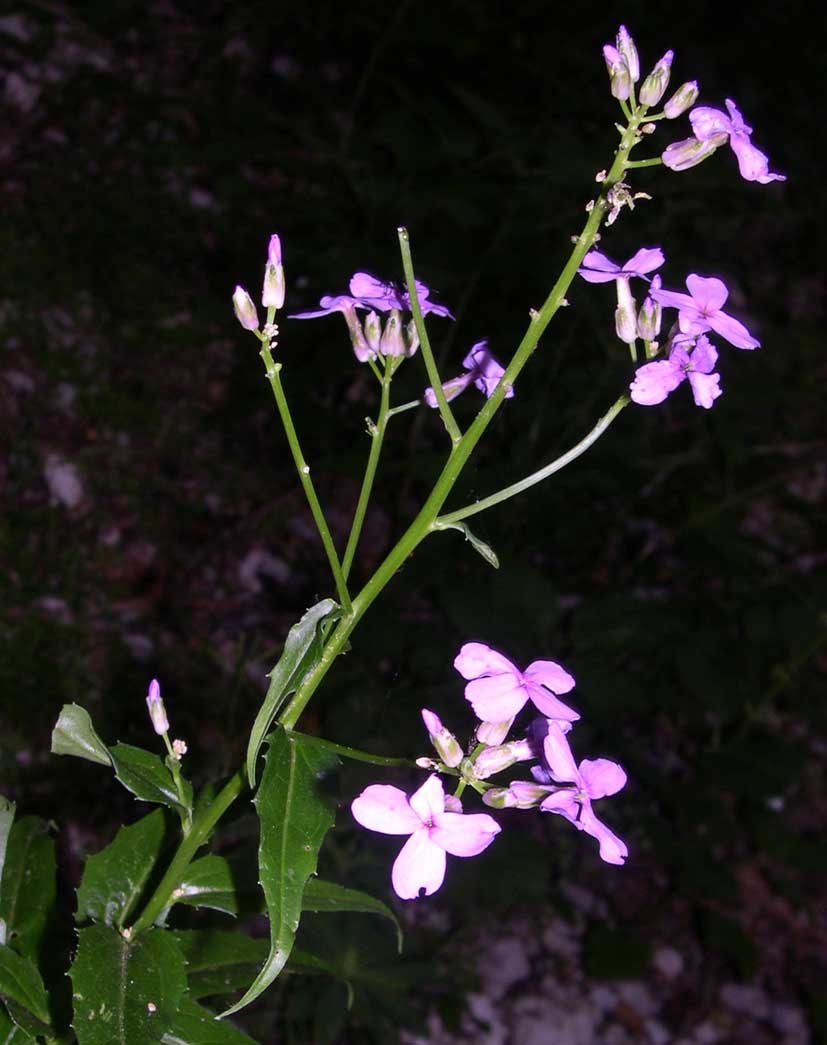 Hesperis matronalis e Hesperis laciniata