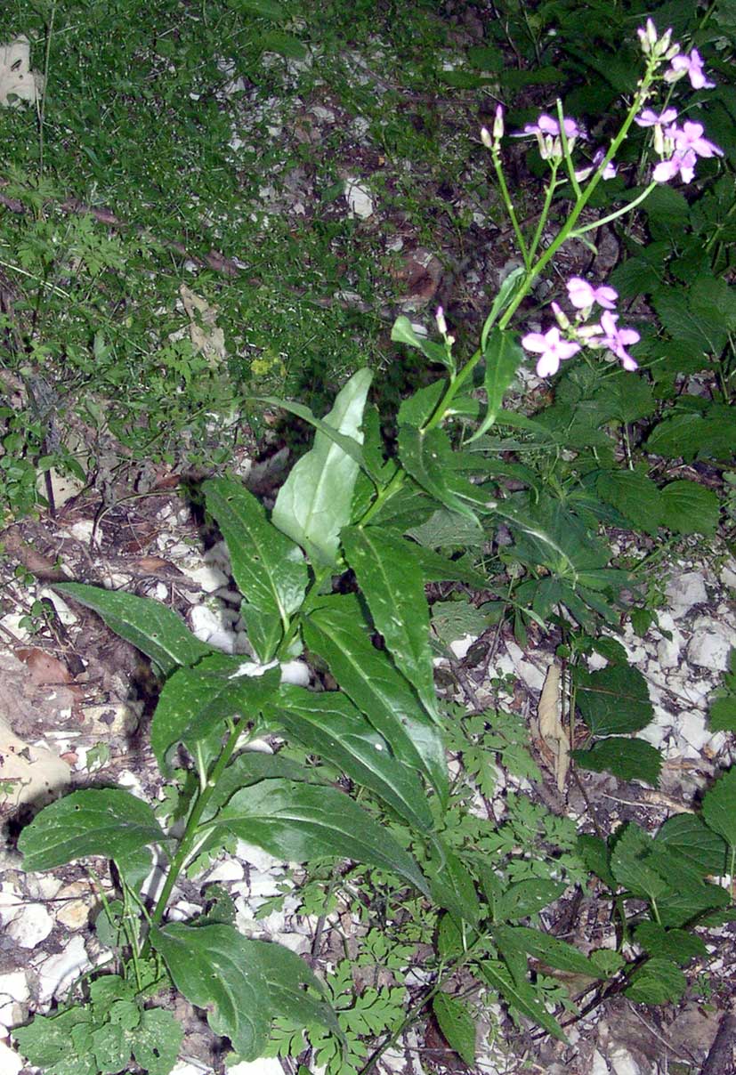 Hesperis matronalis e Hesperis laciniata