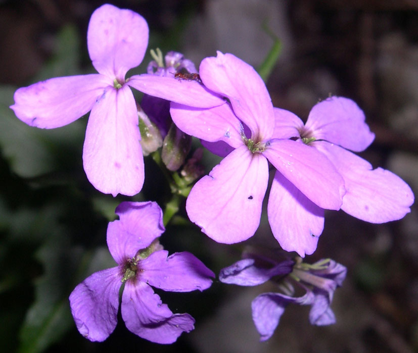 Hesperis matronalis e Hesperis laciniata