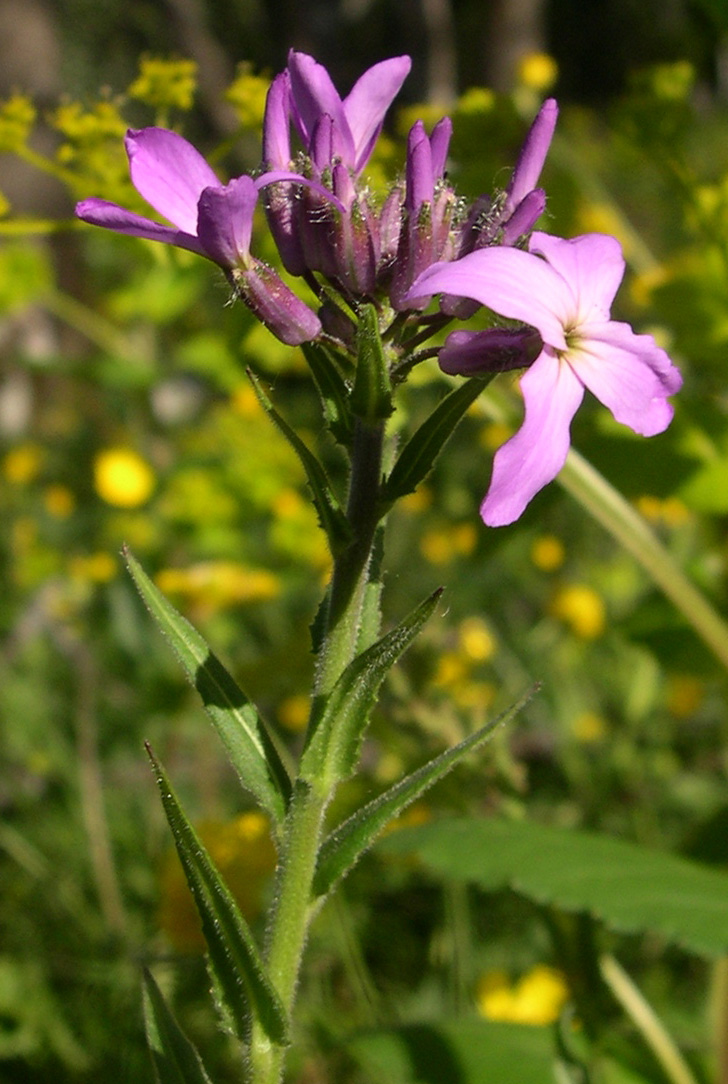 quale Crucifera? - Hesperis matronalis