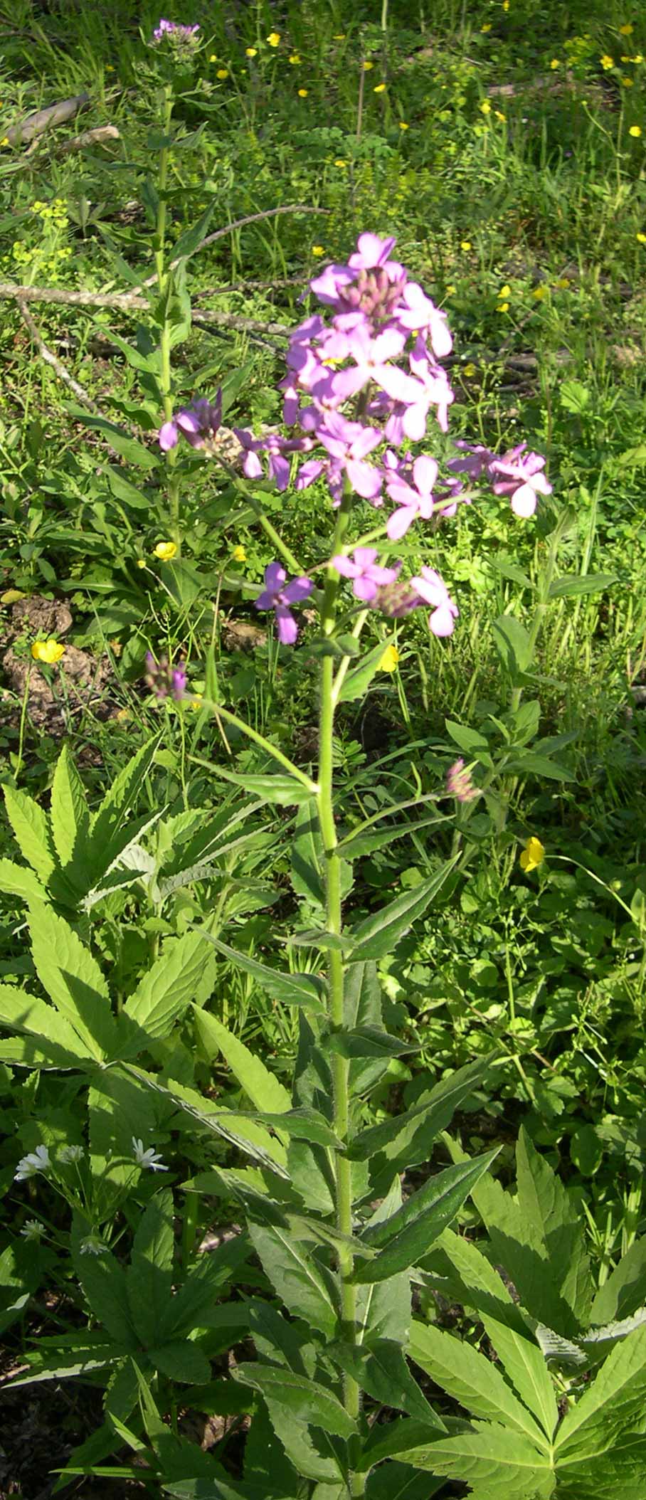 quale Crucifera? - Hesperis matronalis