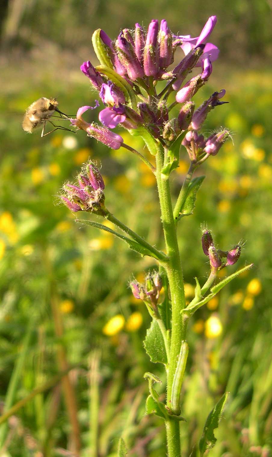 quale Crucifera? - Hesperis matronalis