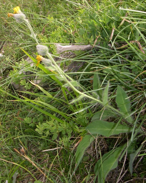 Hieracium dentatum  / Sparviere dentato