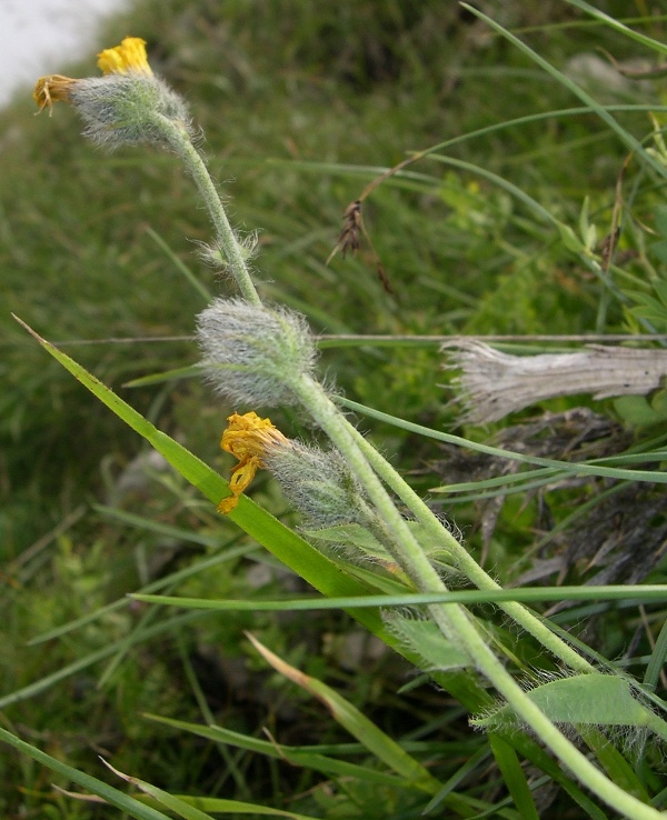 Hieracium dentatum  / Sparviere dentato