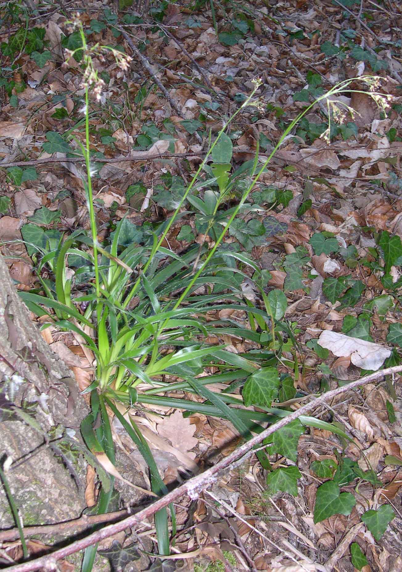 Luzula sylvatica / Erba lucciola a foglie larghe