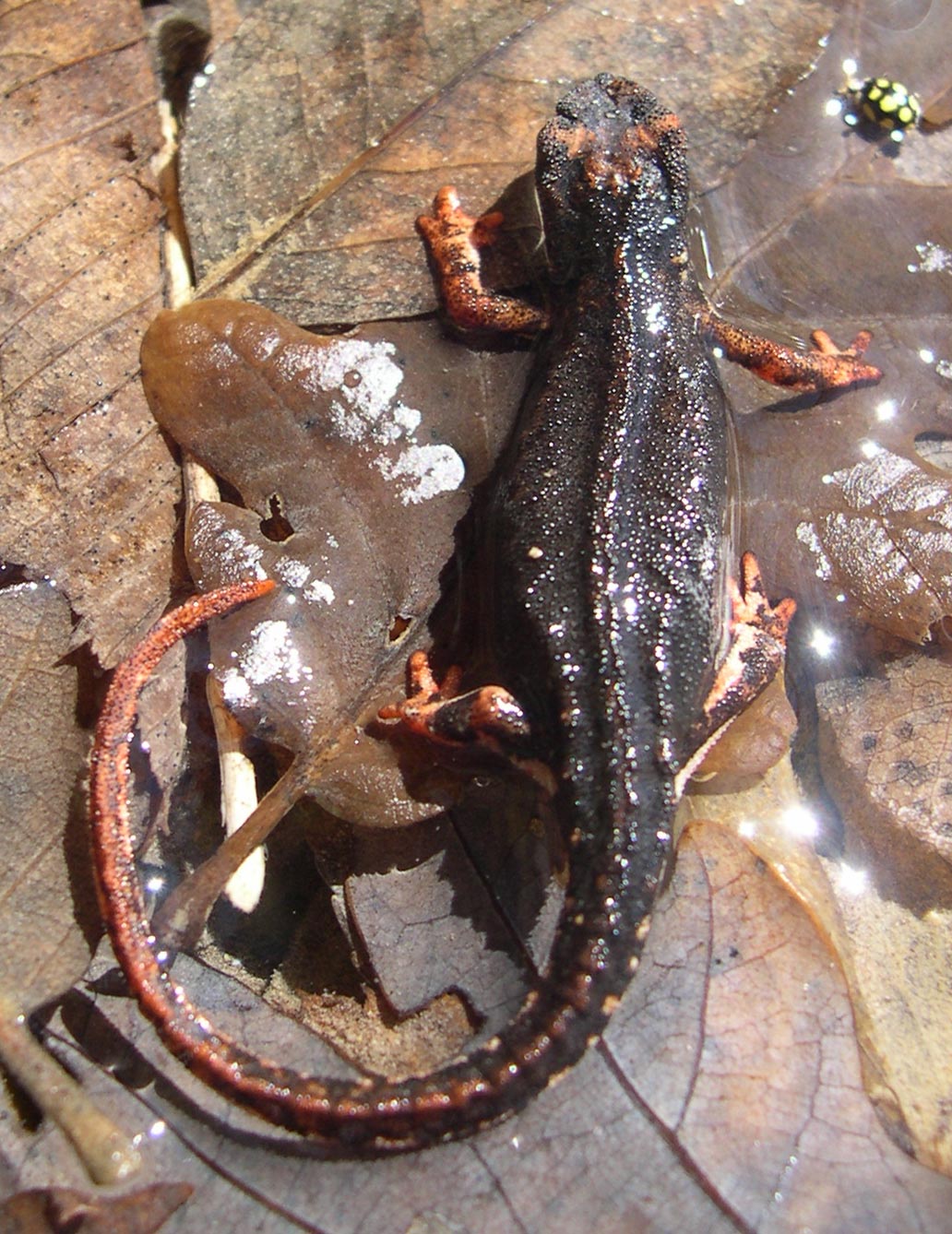 Salamandrine