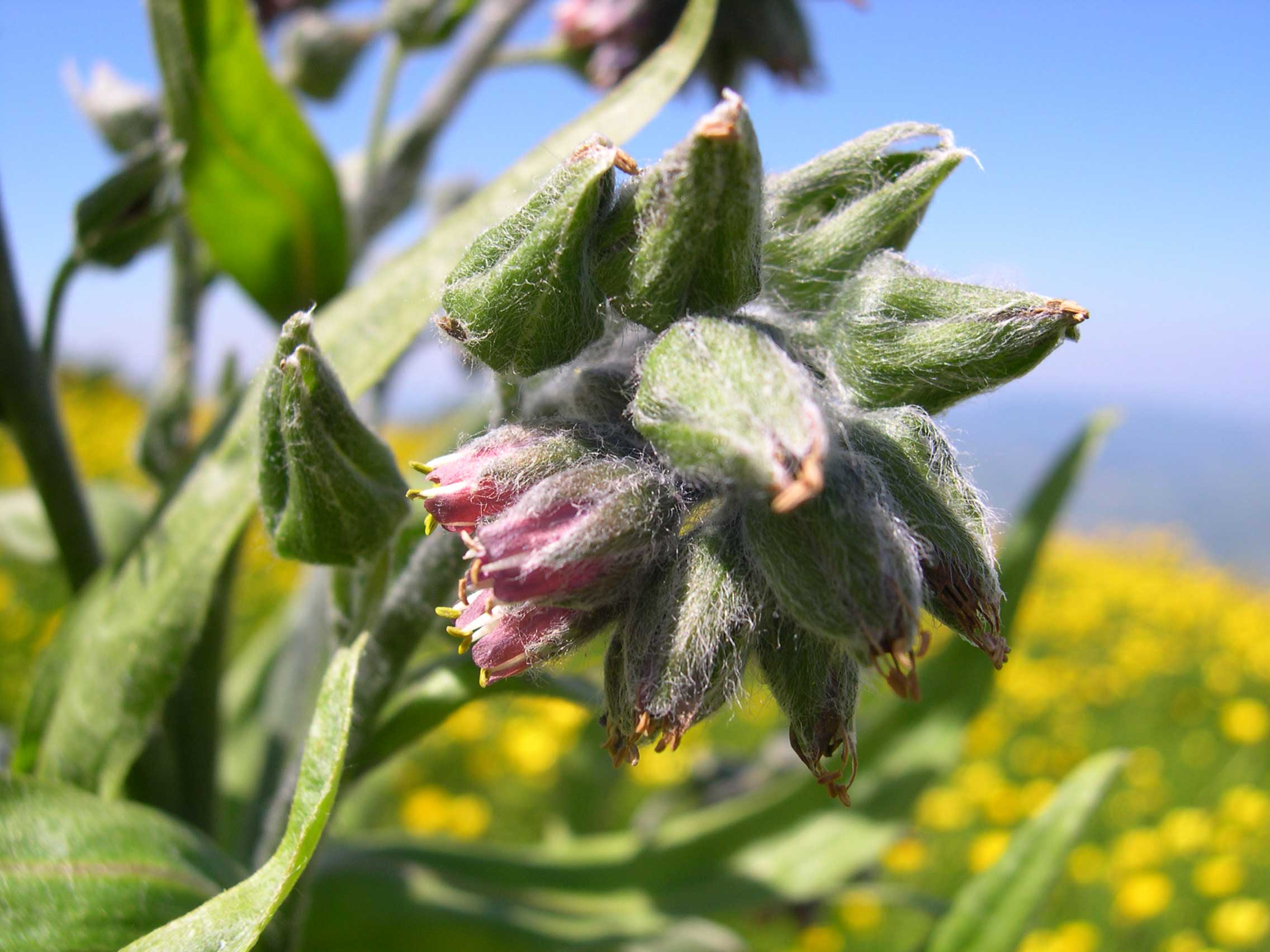 Cynoglossum apenninum (=Solenanthus apenninus) / Lingua di cane apenninica