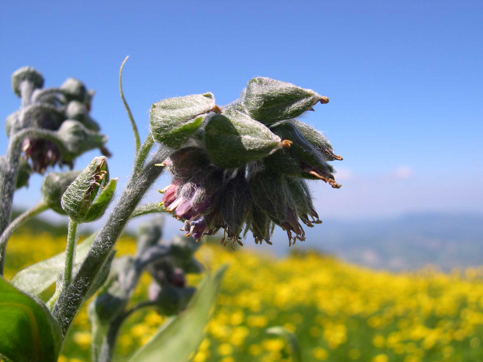 Cynoglossum apenninum (=Solenanthus apenninus) / Lingua di cane apenninica
