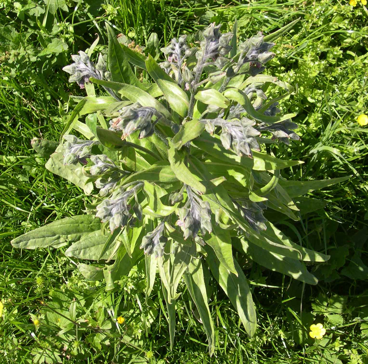 Cynoglossum apenninum (=Solenanthus apenninus) / Lingua di cane apenninica