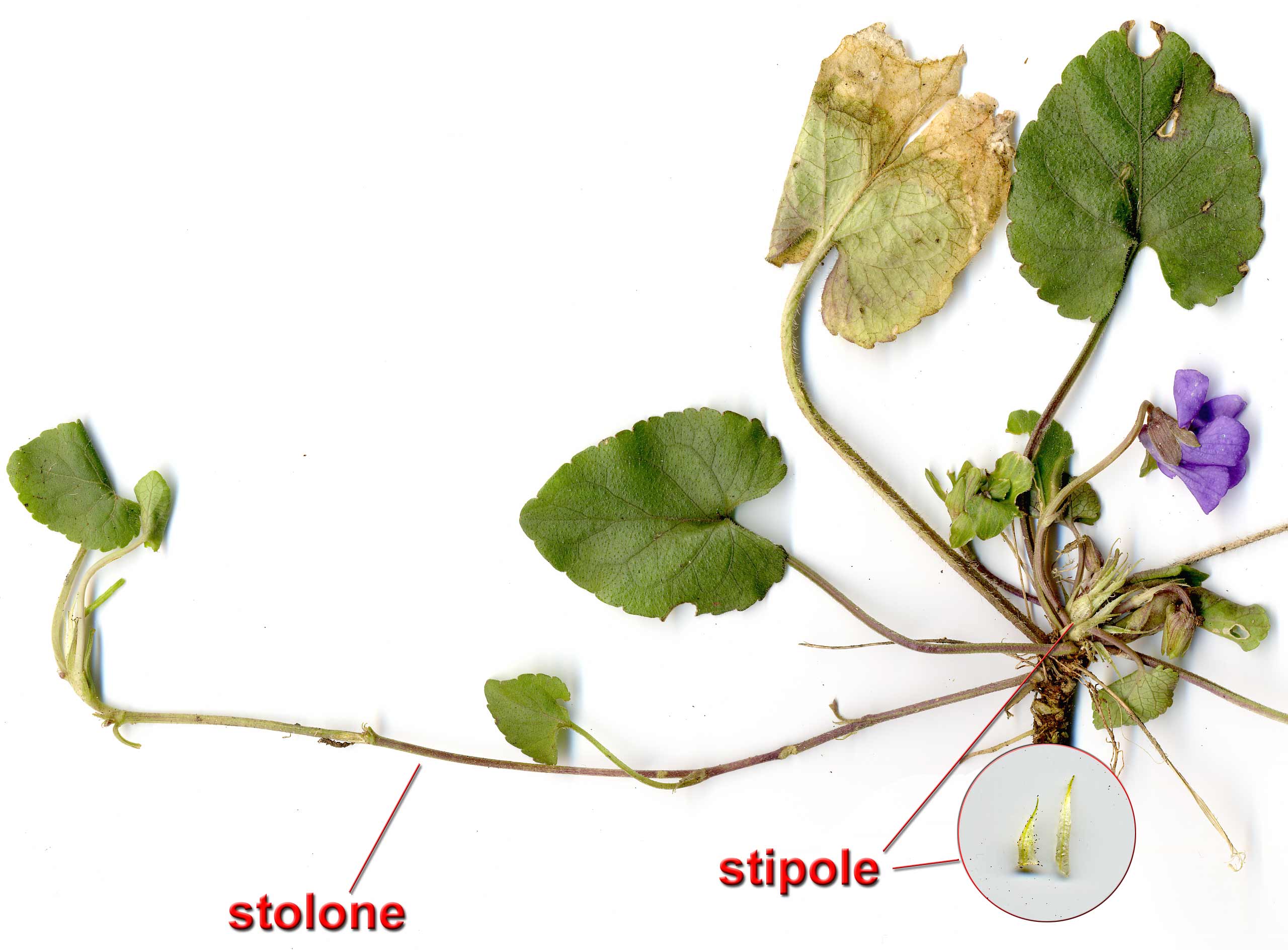 Viola alba subsp. dehnhardtii / Viola di Dehnhardt