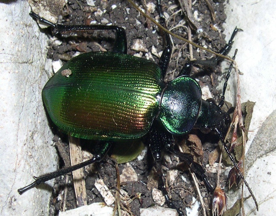 Calosoma sycophanta (Coleoptera, Carabidae)