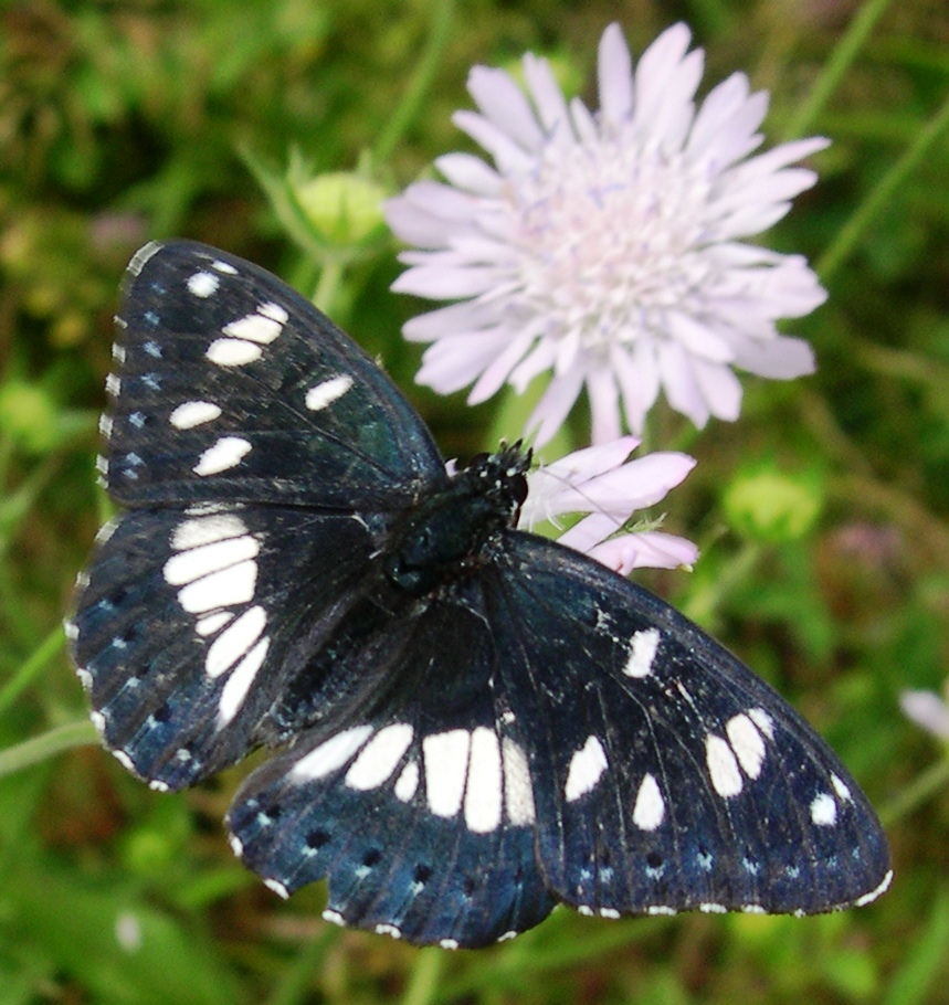 Limenitis reducta