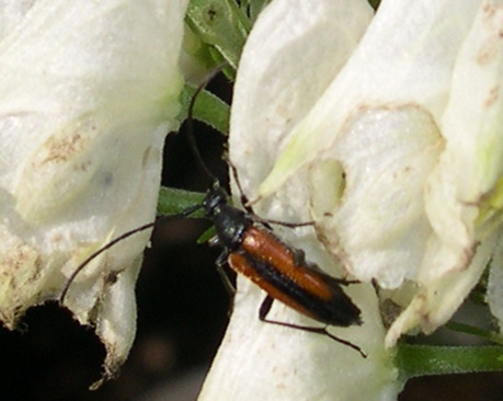 sull''Aconito: Stenurella melanura (Cerambycidae)