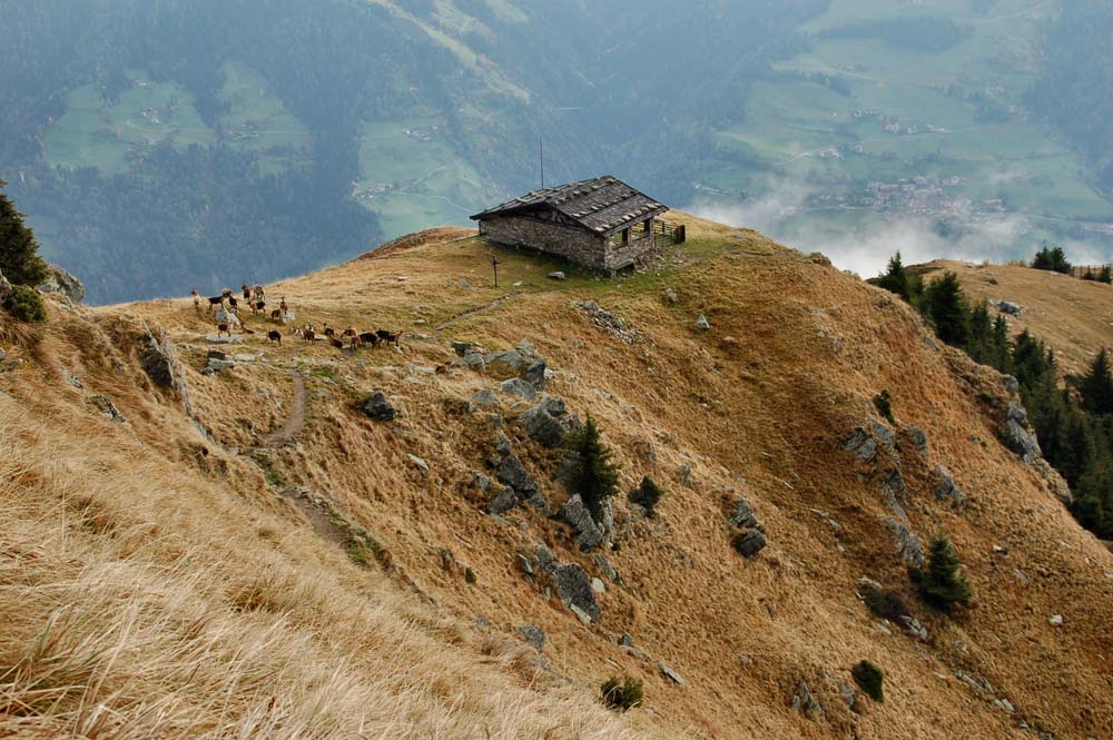 montagna e caprette